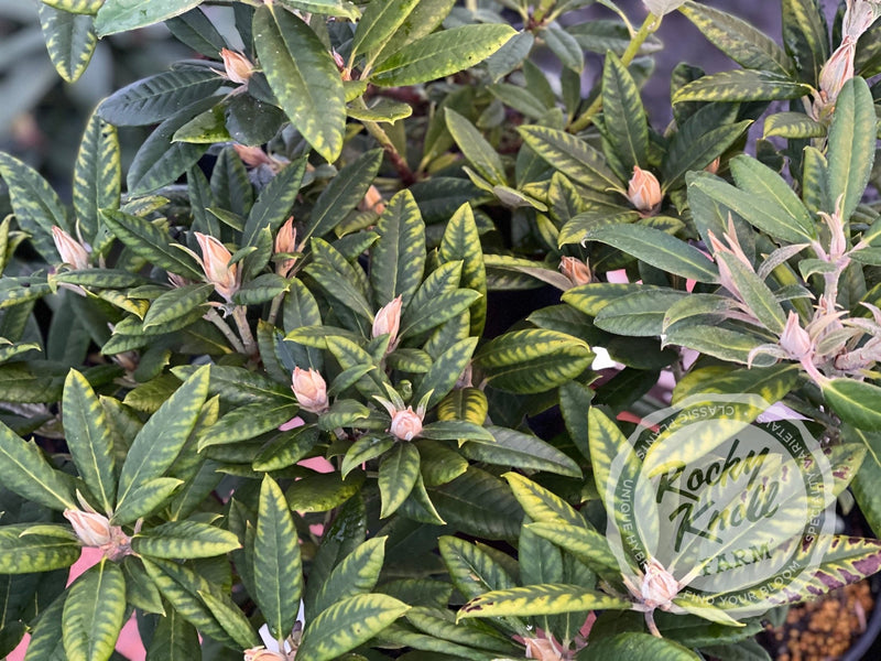 Fabia plant from Rocky Knoll Farm