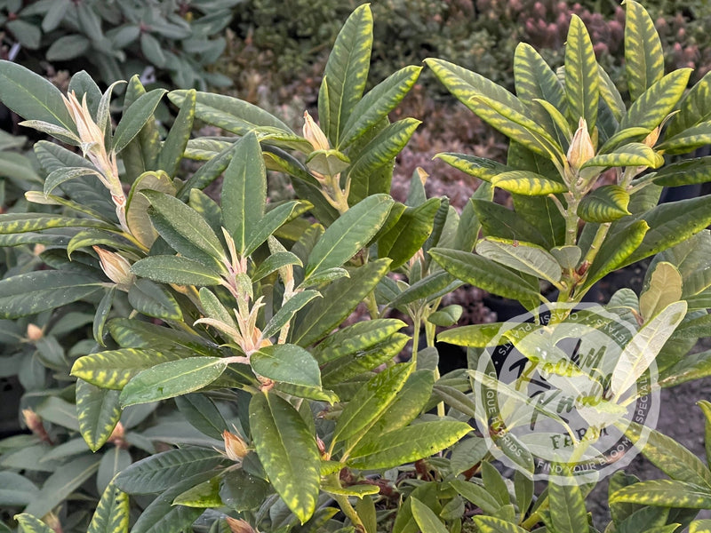 Fabia plant from Rocky Knoll Farm