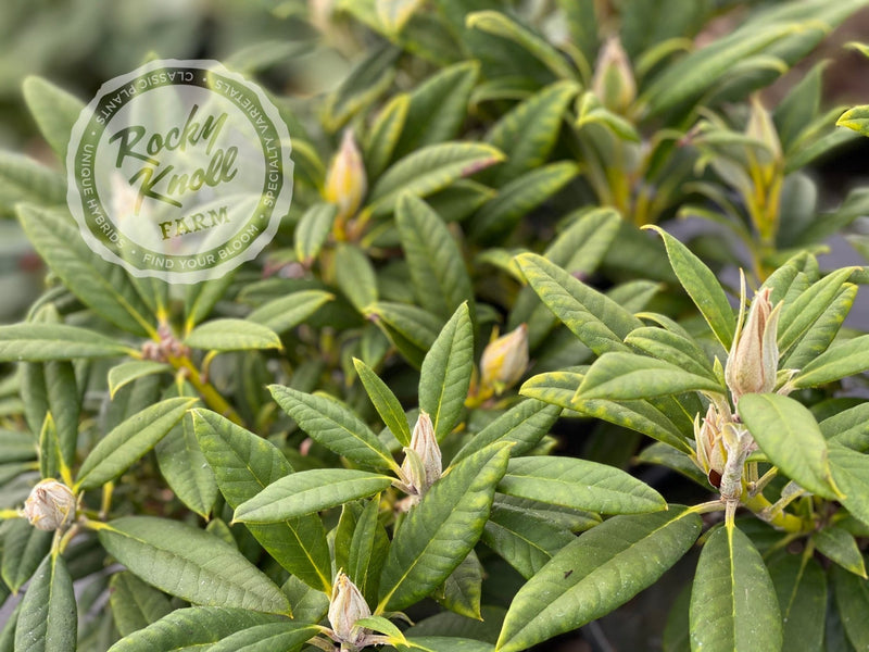 Fabia Tangerine plant from Rocky Knoll Farm