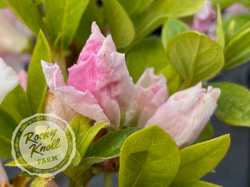 Fairfax plant from Rocky Knoll Farm