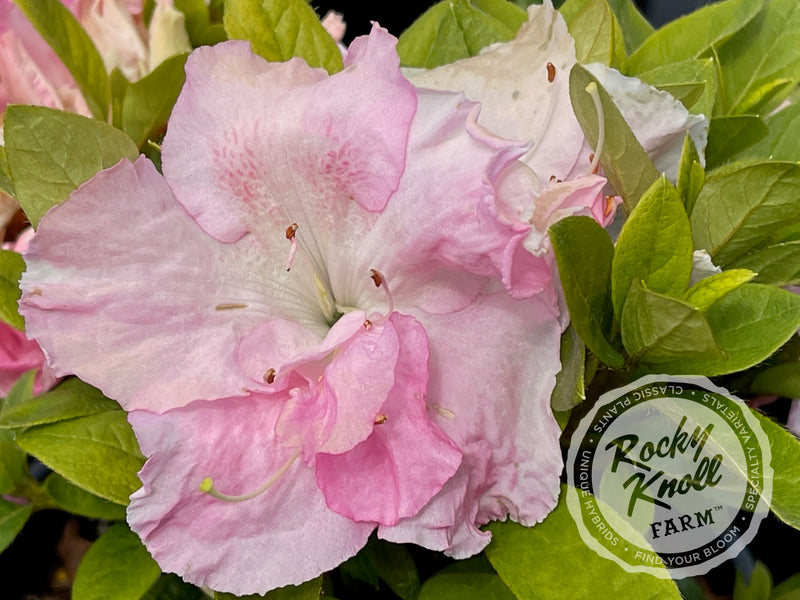 Fairfax plant from Rocky Knoll Farm