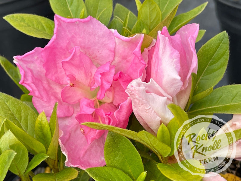Fairfax plant from Rocky Knoll Farm