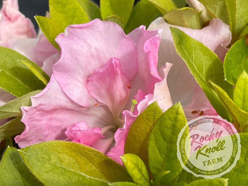 Fairfax plant from Rocky Knoll Farm