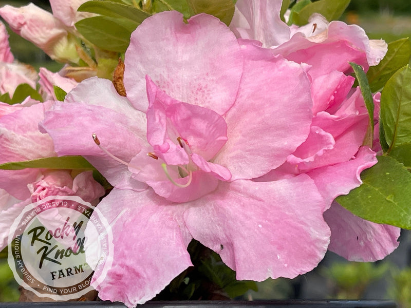 Fairfax plant from Rocky Knoll Farm
