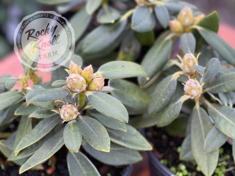 Fantastica plant from Rocky Knoll Farm
