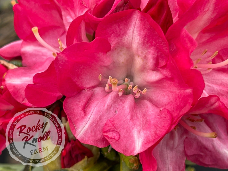 Fantastica plant from Rocky Knoll Farm