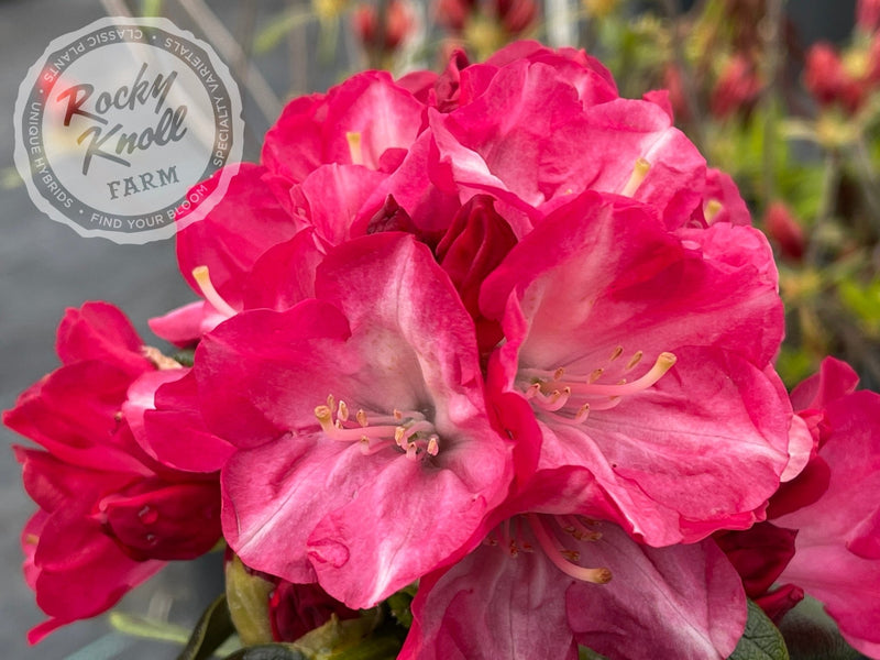 Fantastica plant from Rocky Knoll Farm