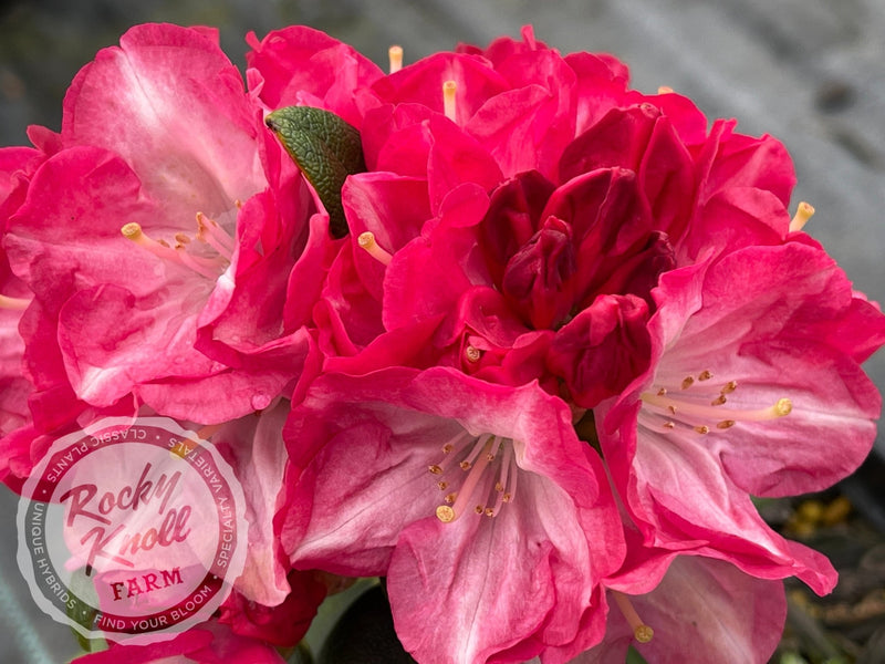 Fantastica plant from Rocky Knoll Farm