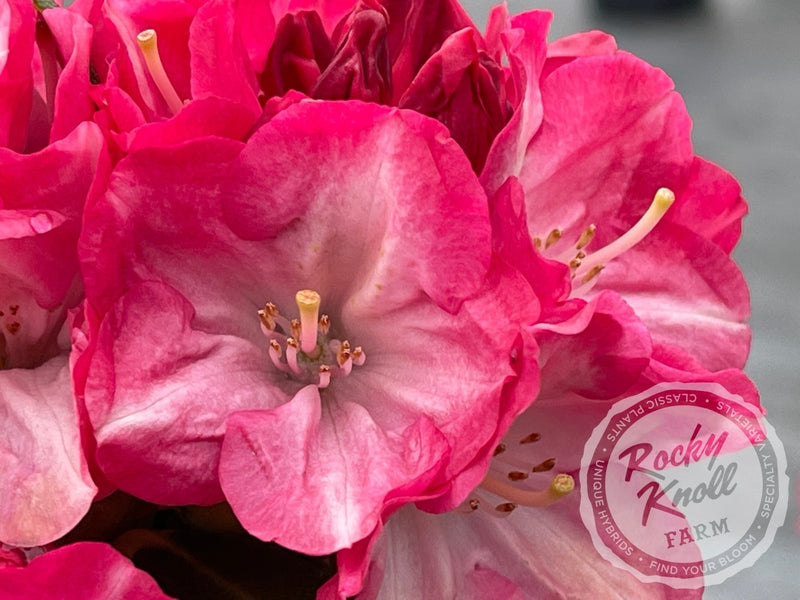 Fantastica plant from Rocky Knoll Farm