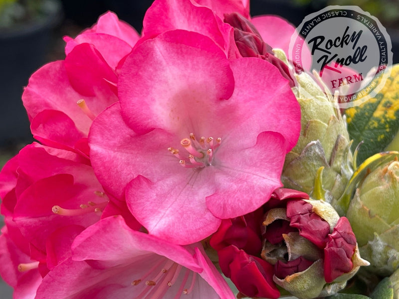 Fantastica plant from Rocky Knoll Farm