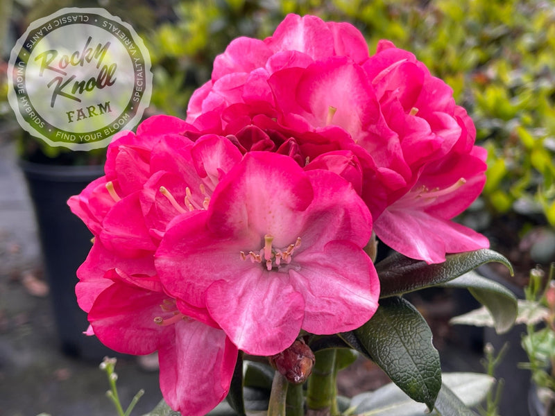 Fantastica plant from Rocky Knoll Farm