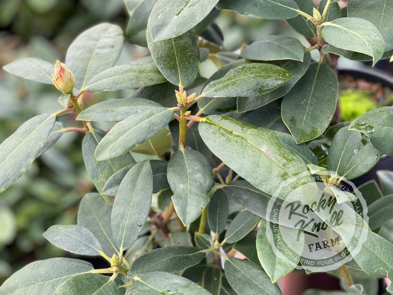 Fastuosum Flore Pleno plant from Rocky Knoll Farm