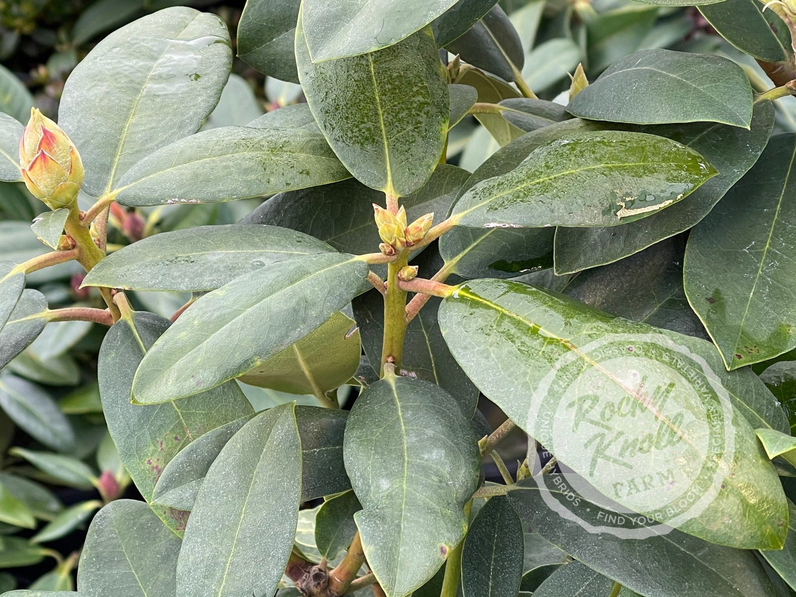 Fastuosum Flore Pleno