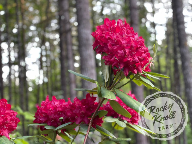 Francesca plant from Rocky Knoll Farm