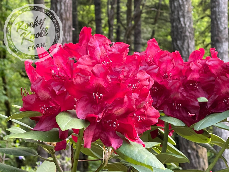 Francesca plant from Rocky Knoll Farm