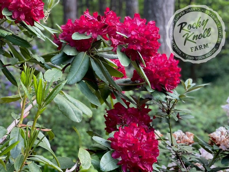 Francesca plant from Rocky Knoll Farm