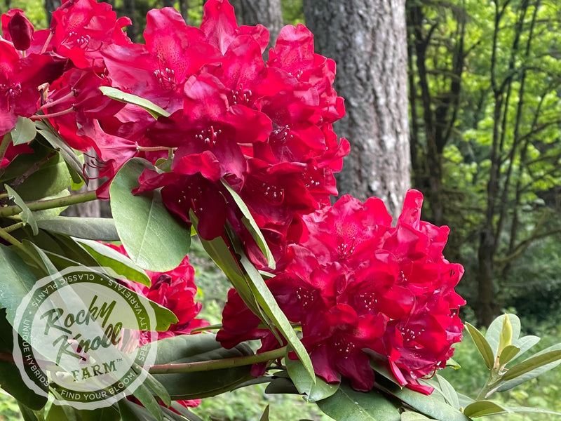 Francesca plant from Rocky Knoll Farm