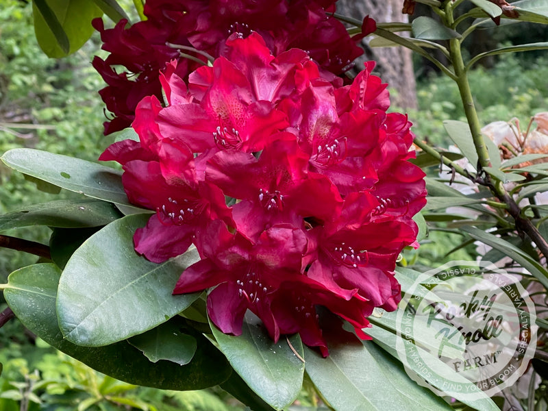 Francesca plant from Rocky Knoll Farm