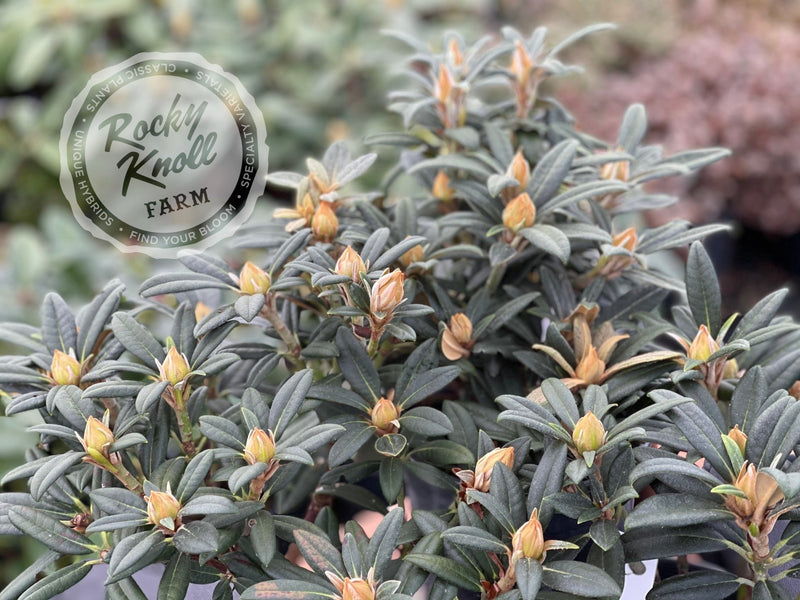 Fred Peste plant from Rocky Knoll Farm