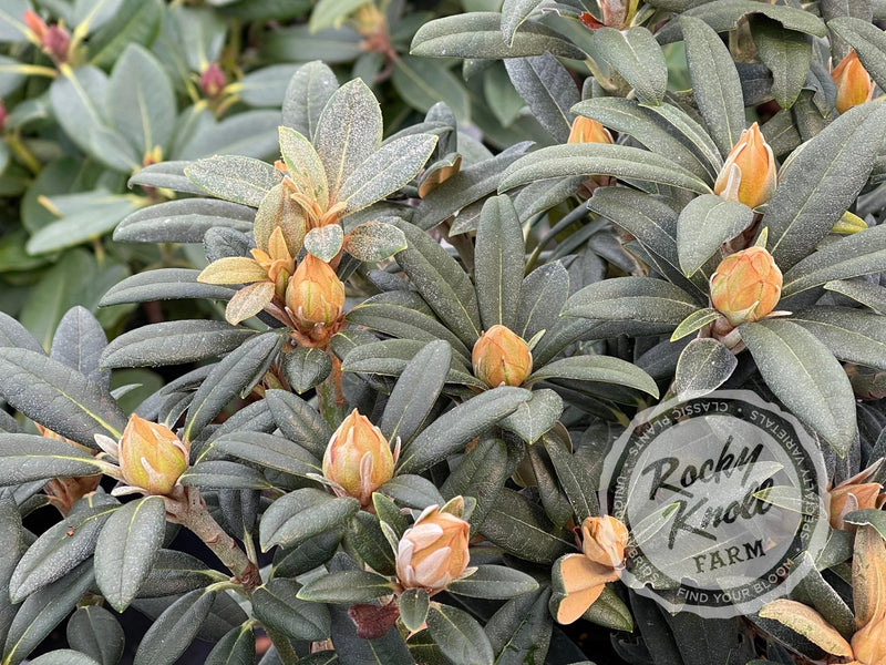Fred Peste plant from Rocky Knoll Farm