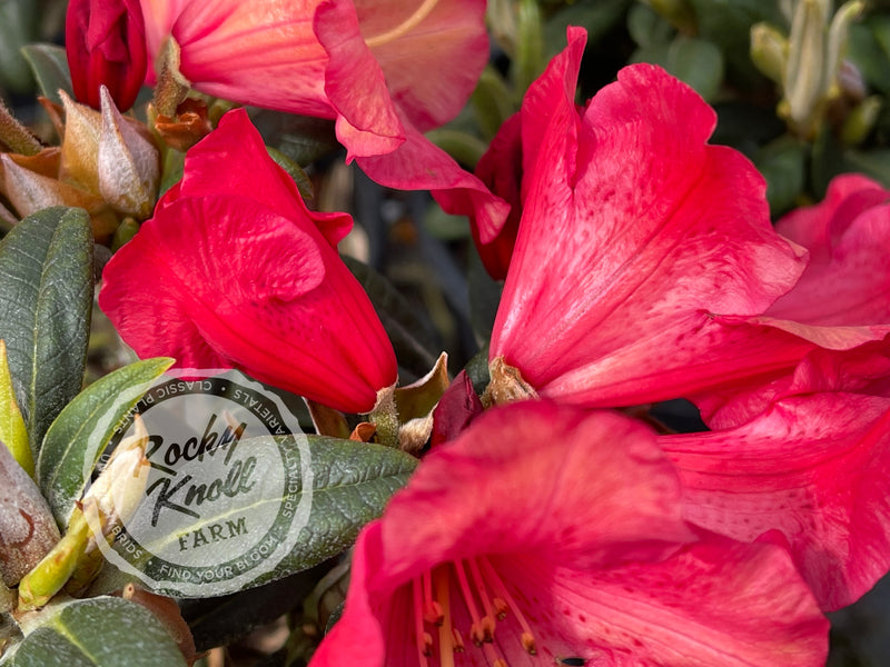 Fred Peste plant from Rocky Knoll Farm