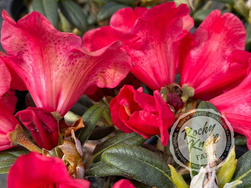 Fred Peste plant from Rocky Knoll Farm