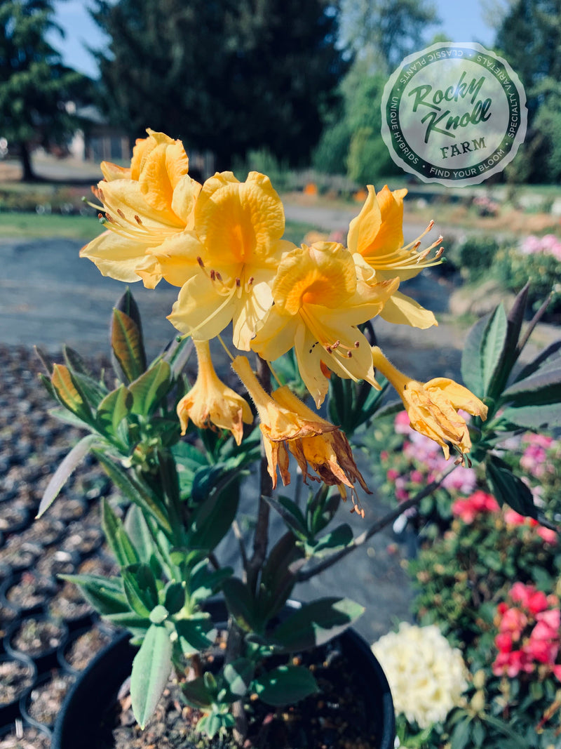 Honeysuckle azalea (Rhododondron Luteum) plant from Rocky Knoll Farm