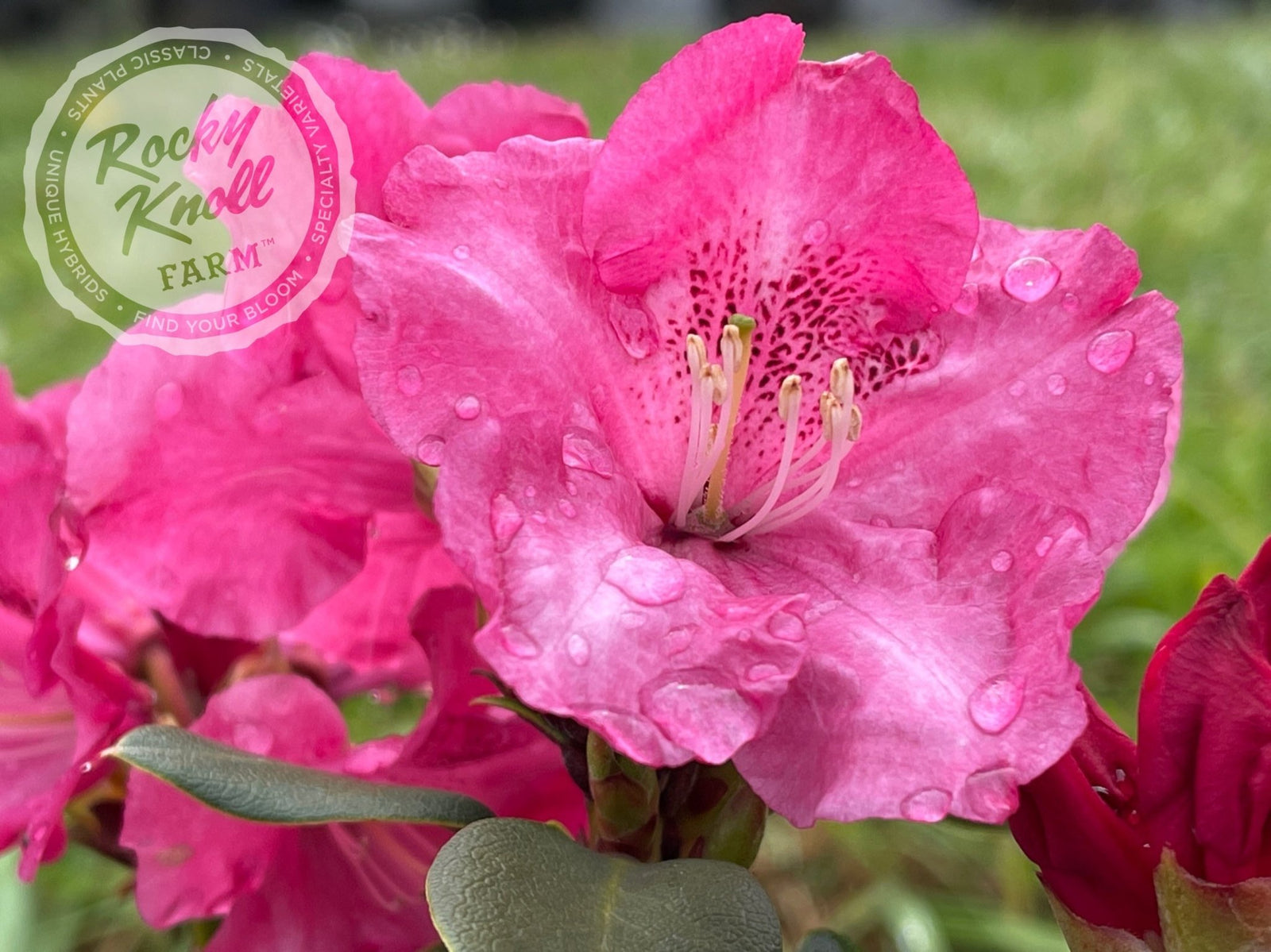 gartendirektor glocker rhododendron Gartendirektor Glocker