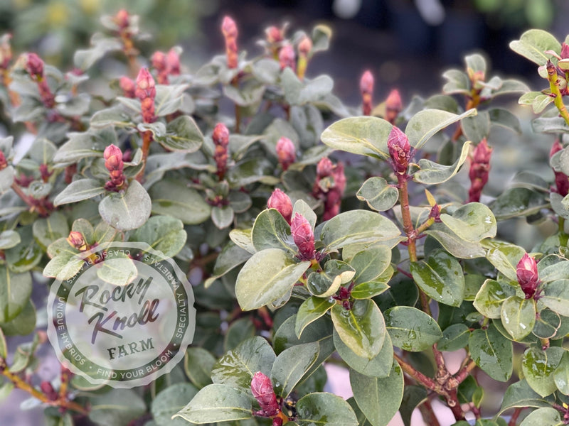 Gartendirektor Glocker plant from Rocky Knoll Farm