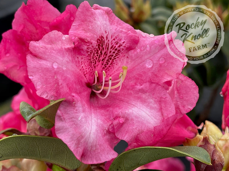 Gartendirektor Glocker plant from Rocky Knoll Farm