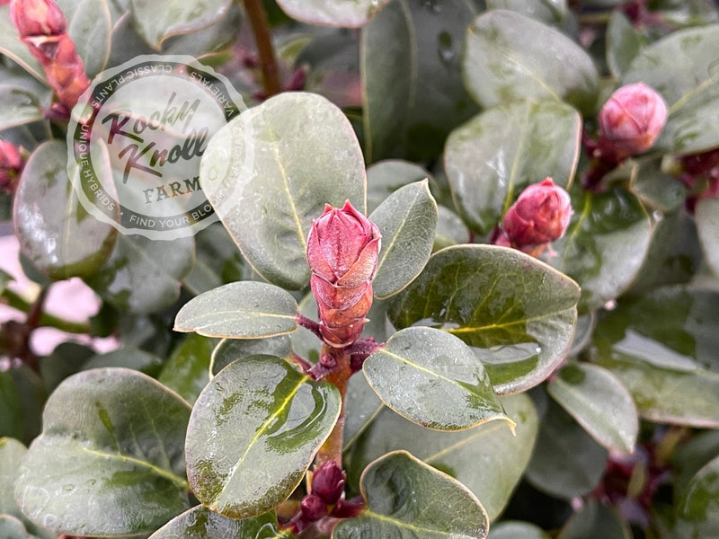 Gartendirektor Glocker plant from Rocky Knoll Farm