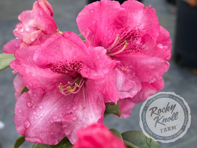 Gartendirektor Glocker plant from Rocky Knoll Farm