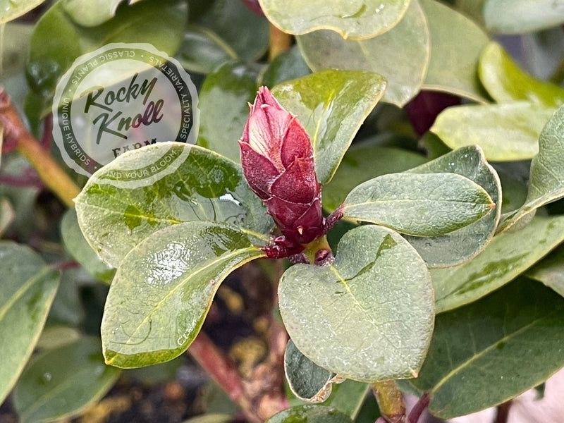 Gartendirektor Glocker plant from Rocky Knoll Farm