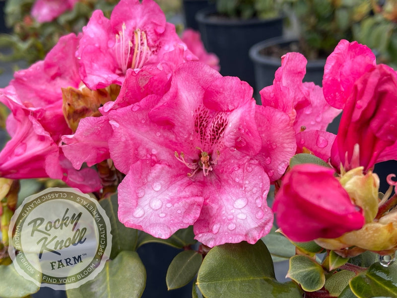 Gartendirektor Glocker plant from Rocky Knoll Farm