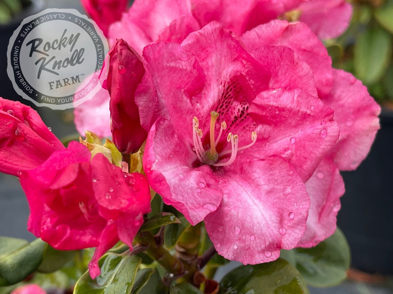 Gartendirektor Glocker plant from Rocky Knoll Farm