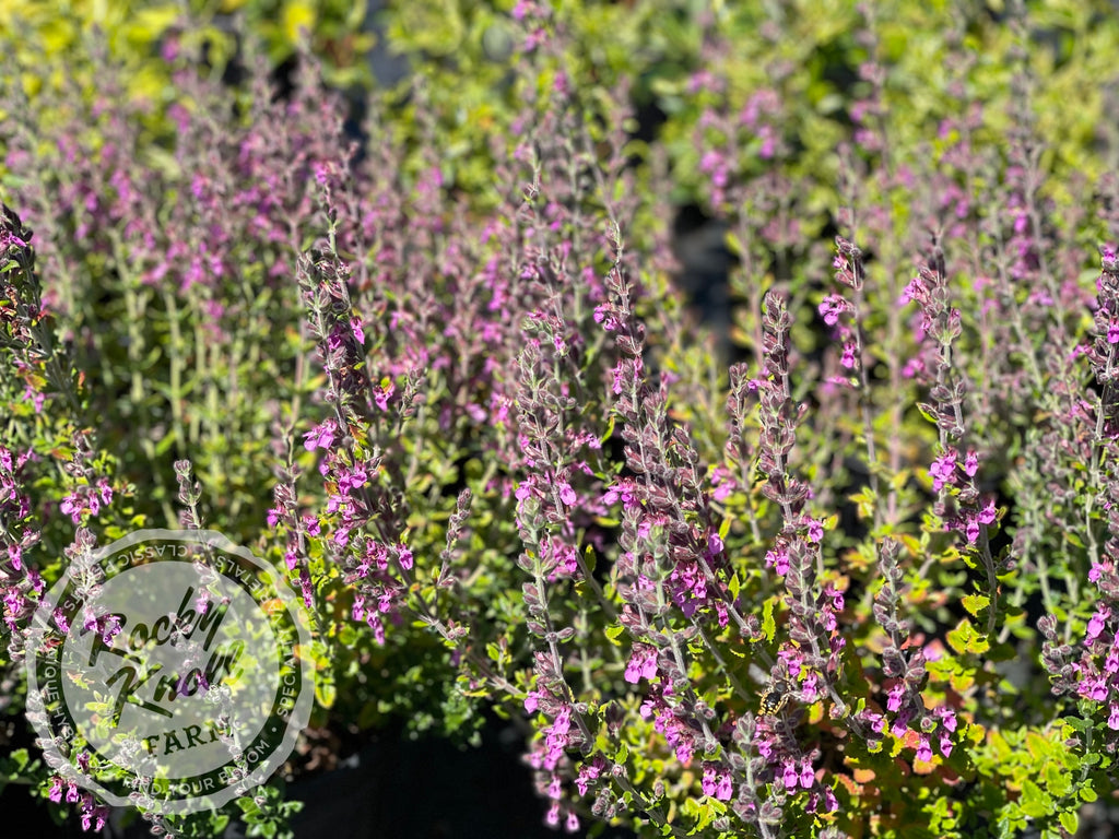 Rocky Knoll Farm Teucrium chamaedrys Wall Germander