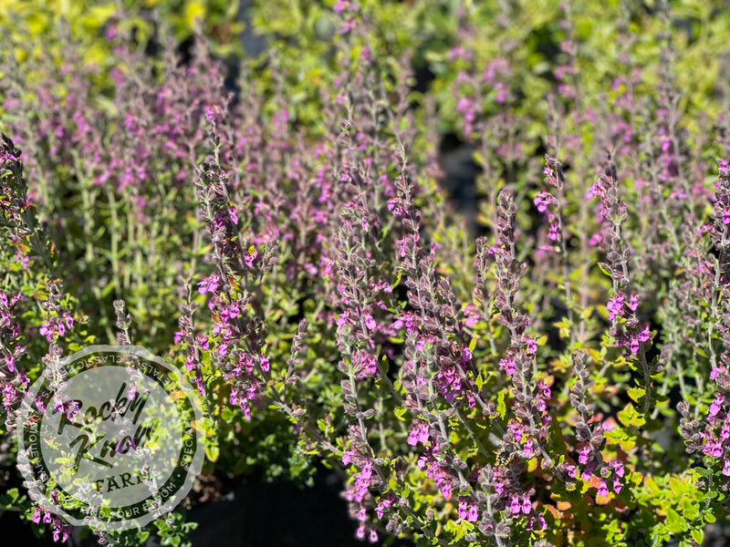 Germander teucrium chamaedrys - Wall Germander plant from Rocky Knoll Farm