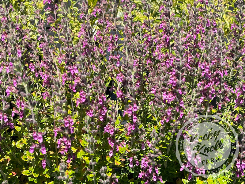Germander teucrium chamaedrys - Wall Germander plant from Rocky Knoll Farm