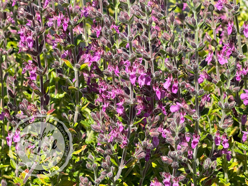 Germander teucrium chamaedrys - Wall Germander plant from Rocky Knoll Farm