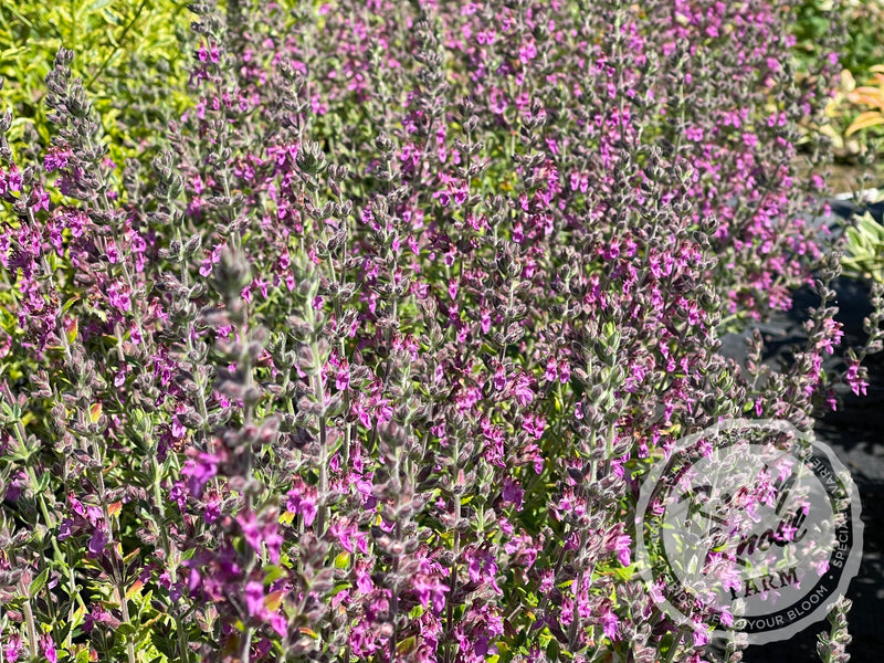 Germander teucrium chamaedrys - Wall Germander plant from Rocky Knoll Farm