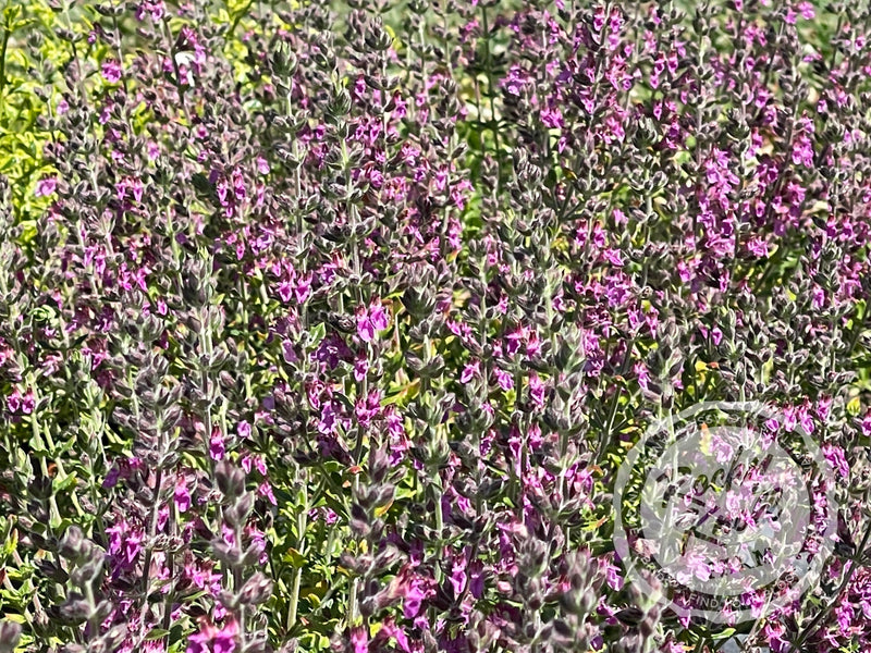 Germander teucrium chamaedrys - Wall Germander plant from Rocky Knoll Farm