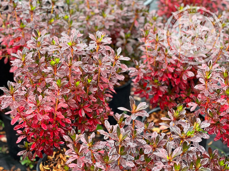 Girard's Fuchsia Azalea plant from Rocky Knoll Farm