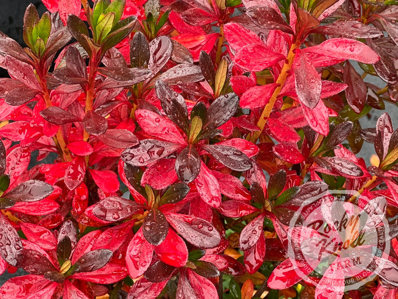 Girard's Fuchsia Azalea plant from Rocky Knoll Farm