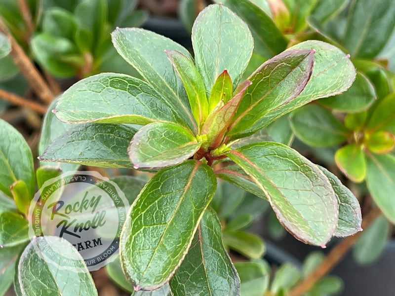 Girard's Hot Shot plant from Rocky Knoll Farm