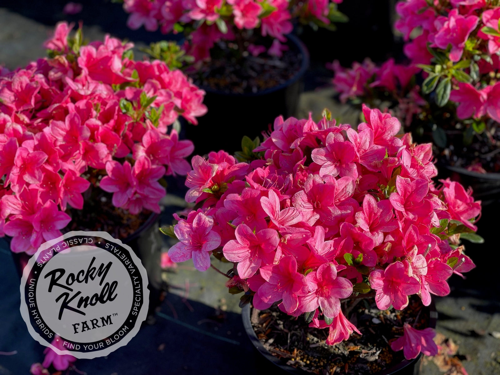 アントステラ　プランター SWISSPEARL SPINDLE (S) | Home accessory,Planters プランター