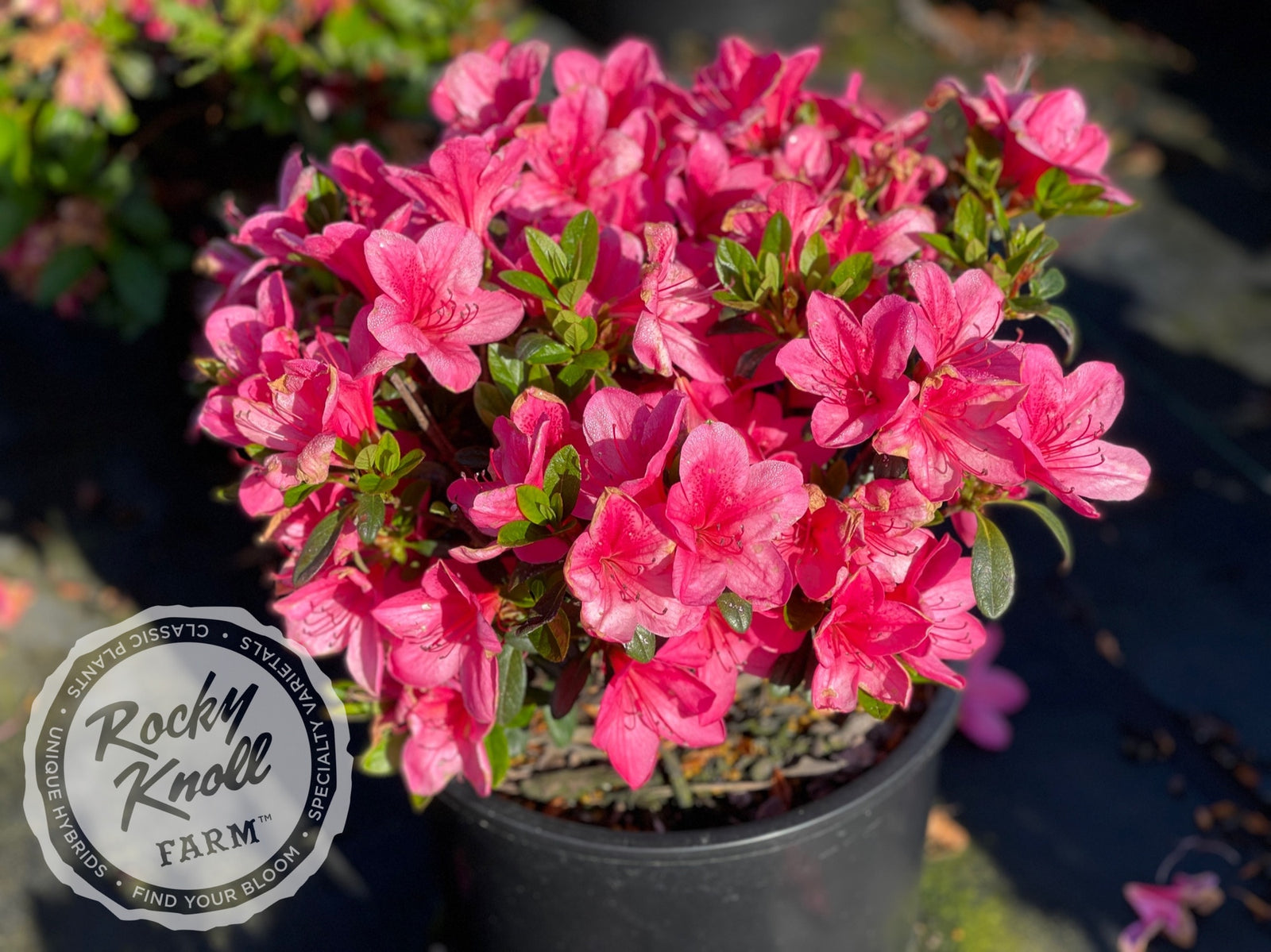 アリアンローズ NSE Bench GPH x Tim Anderson Stripey Anthurium Seedling | Granthuriums