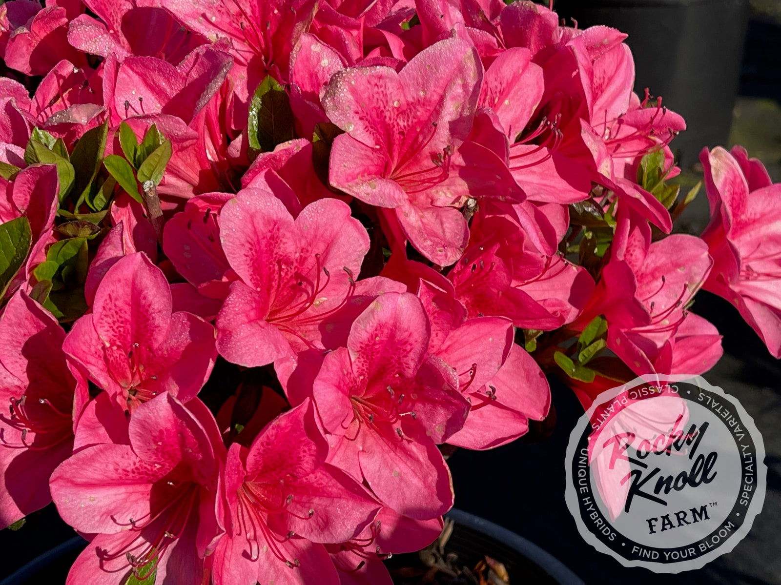 Girard's Renee Michelle - Rocky Knoll Farm