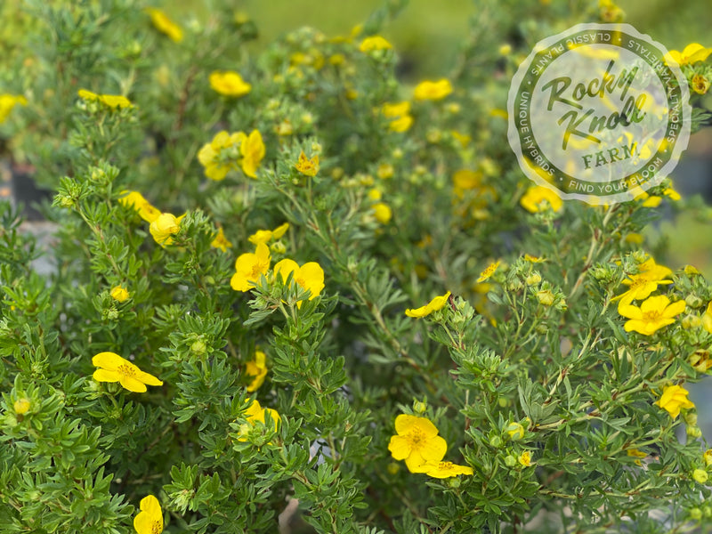 Gold Drop Potentilla (aka, Buttercup Shrub) plant from Rocky Knoll Farm