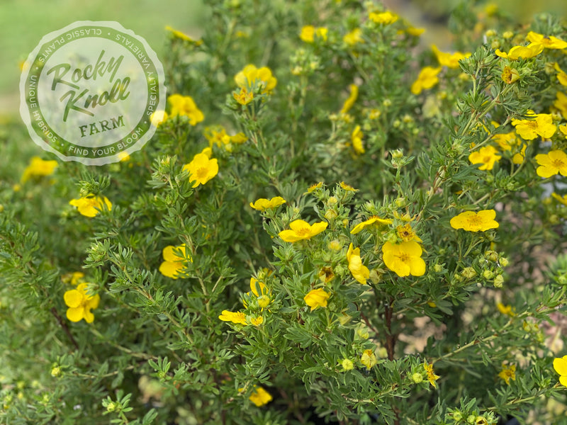 Gold Drop Potentilla (aka, Buttercup Shrub) plant from Rocky Knoll Farm