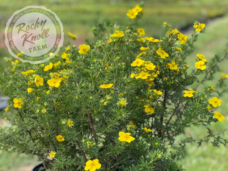 Gold Drop Potentilla (aka, Buttercup Shrub) plant from Rocky Knoll Farm